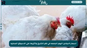 أسعار الدواجن اليوم الجمعة في كفر الشيخ وتأثيرها على الأسواق المحلية